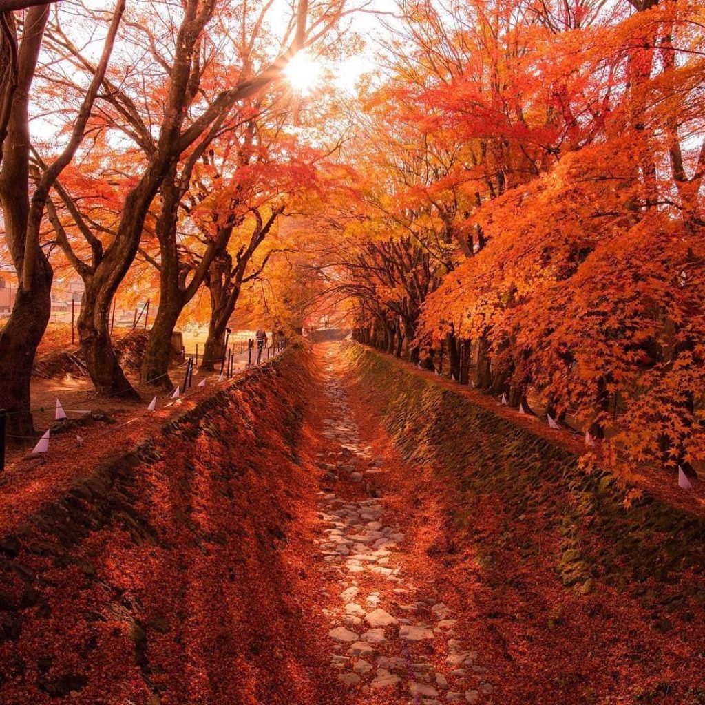 @Visit Japan: This photo of #MomijiCorridor was taken last November when autumn was in full sw…