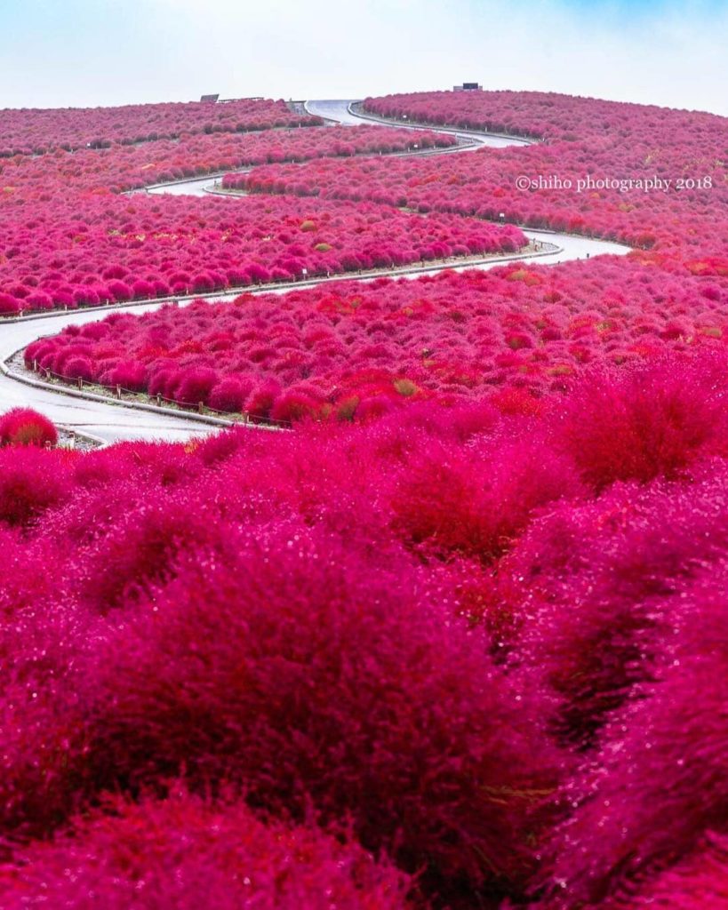 @Visit Japan: The #HitachiSeasidePark is a land of dream you can actually walk on. In mid-late…