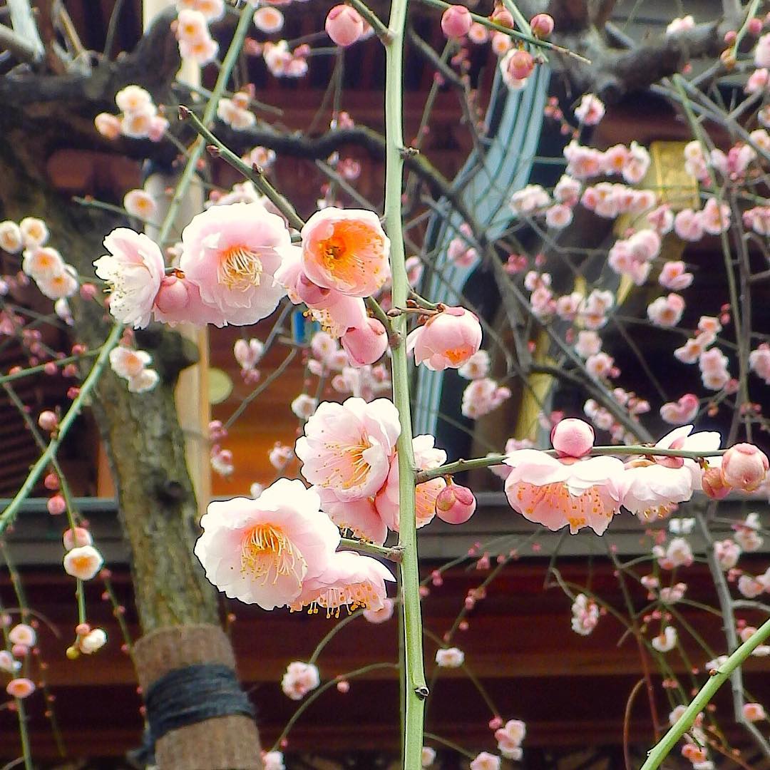 湯島 天神 梅