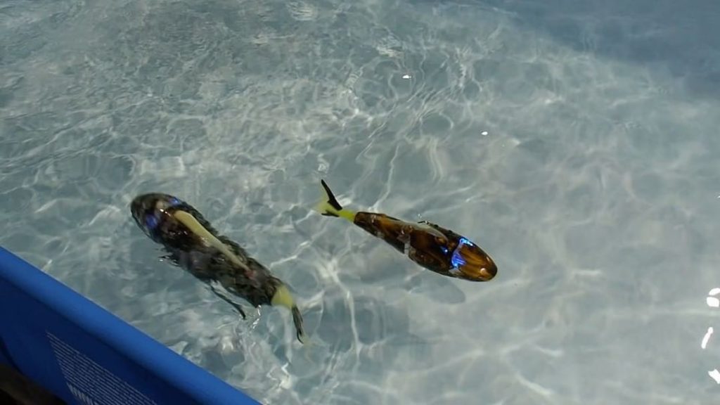 @The Japan Times: Something seem fishy about these colorful carp? Well, that’s because they’re act…
