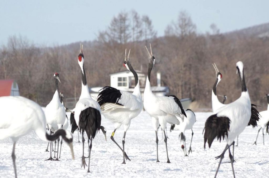@The Japan Times: Japanese cranes are monogamous and usually mate for life. People like watching t…