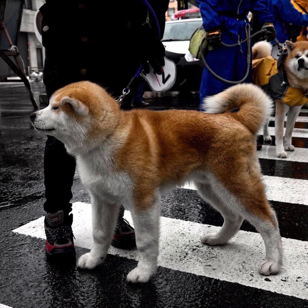 @The Japan Times: The Akita is one of the oldest breeds in Japan and are believed to have descende…
