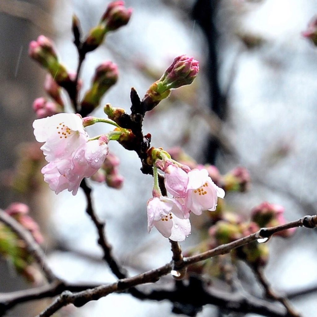 @The Japan Times: The cherry blossom season is officially upon us! On Tuesday morning, agency offi…