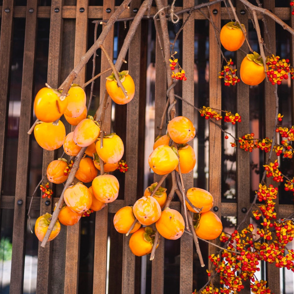 @The Japan Times: The persimmon (“kaki”) tree is one of the best-loved plants in Japan. Persimmon …