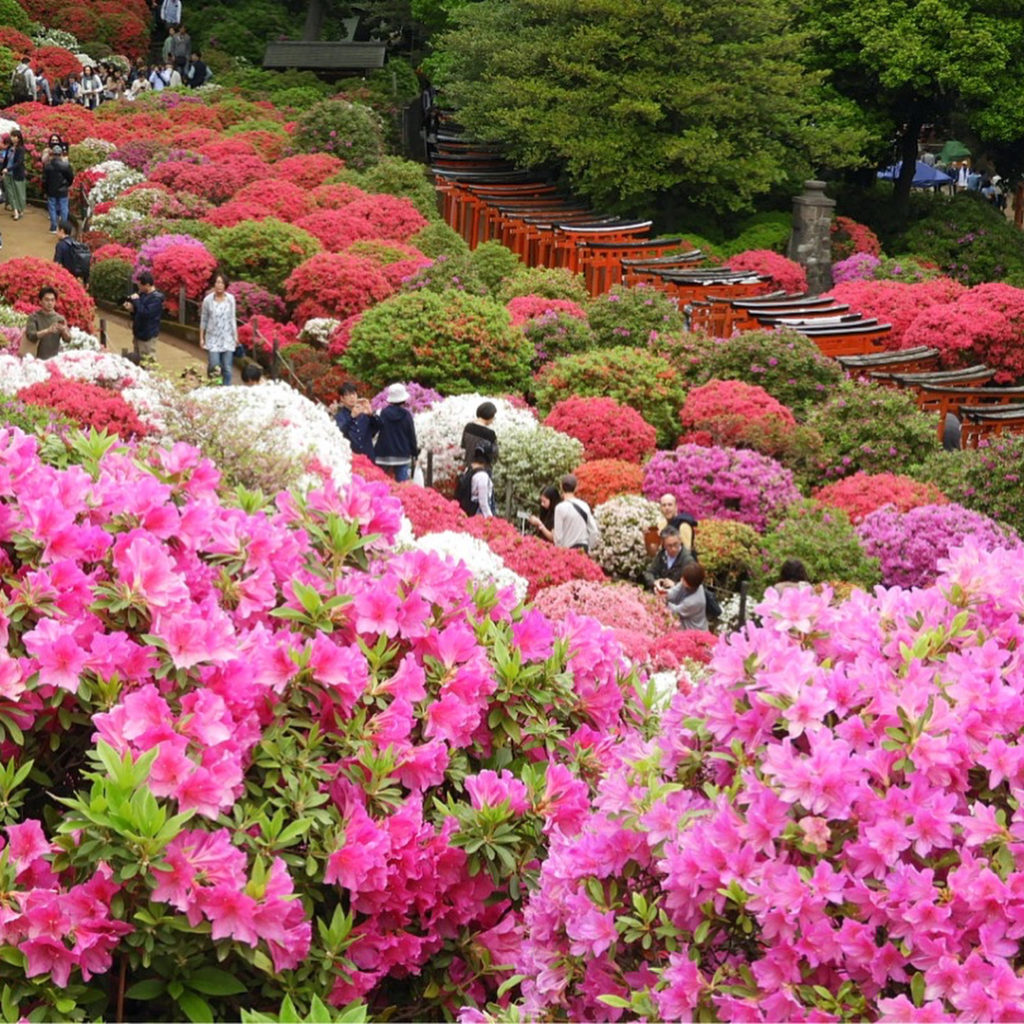 @The Japan Times: People wander through a sea of purple, pink and red azaleas in the garden of Nez…