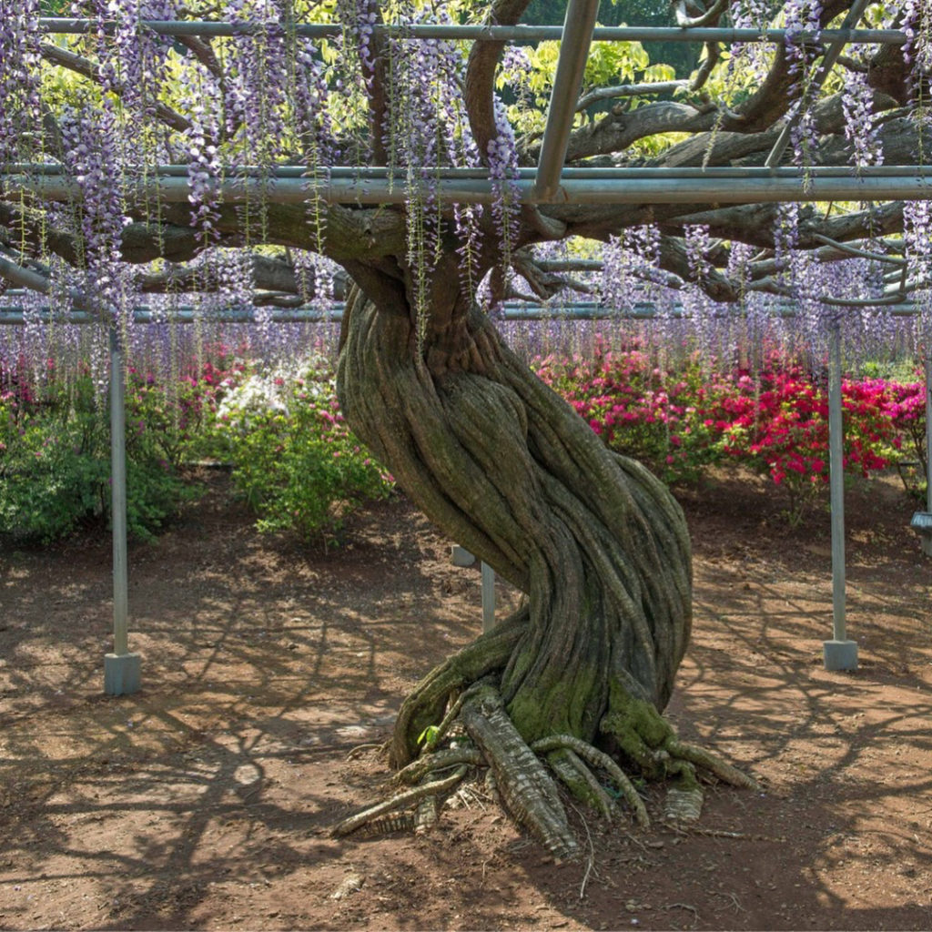 @The Japan Times: Wisteria — known as fuji in Japanese — has a firm place in the Japanese heart, c…