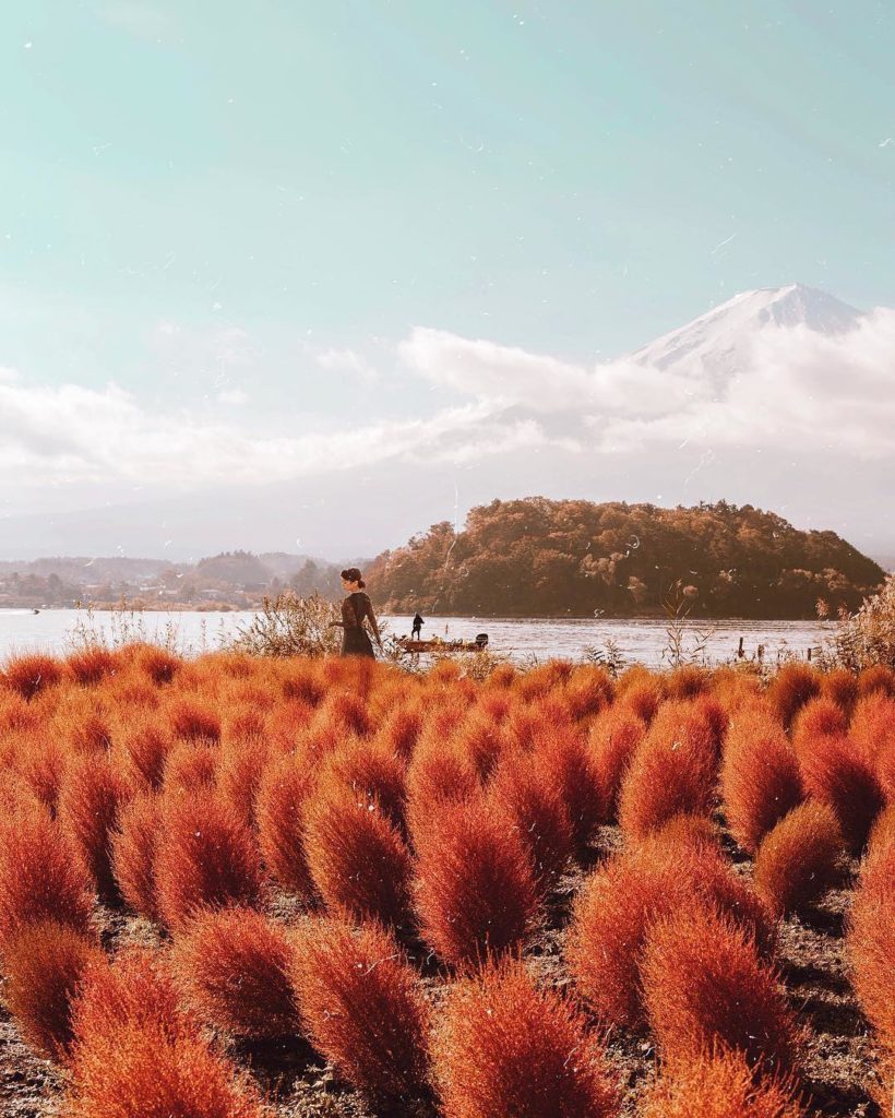 @Japan Travel: It’s the season of the beautiful red kochia! Here’s @annakirishima among a field…