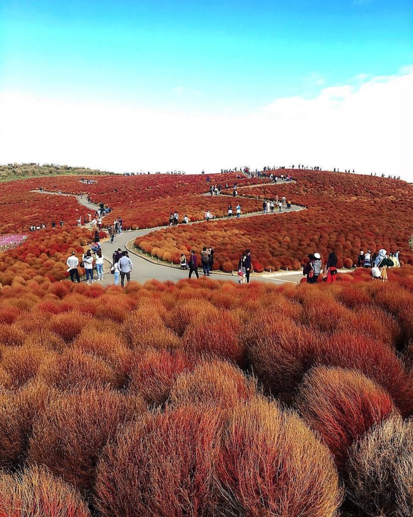 @Japan Travel: We just wanted an excuse to post another #kochia photo. @appleadriane captured t…