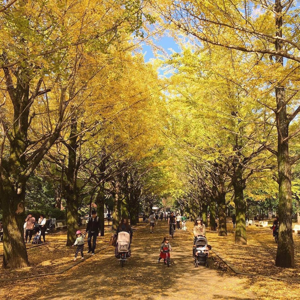 @Japan Travel: If you’ve seen enough of Yoyogi Park, head north to #Hikarigaoka to see this stu…