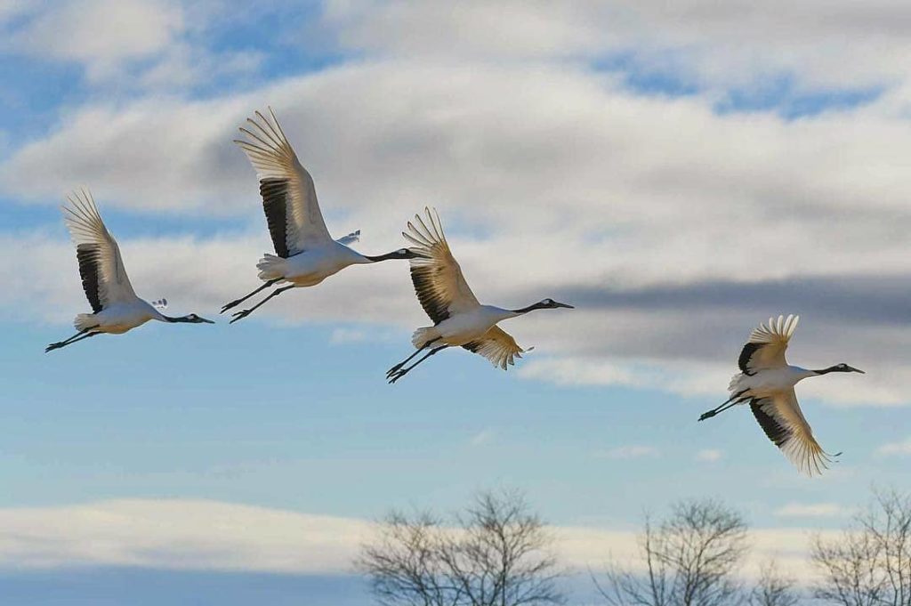 @Visit Japan: Red-crowned cranes have been treasured in Japan for centuries. Visit the #Tsurui…