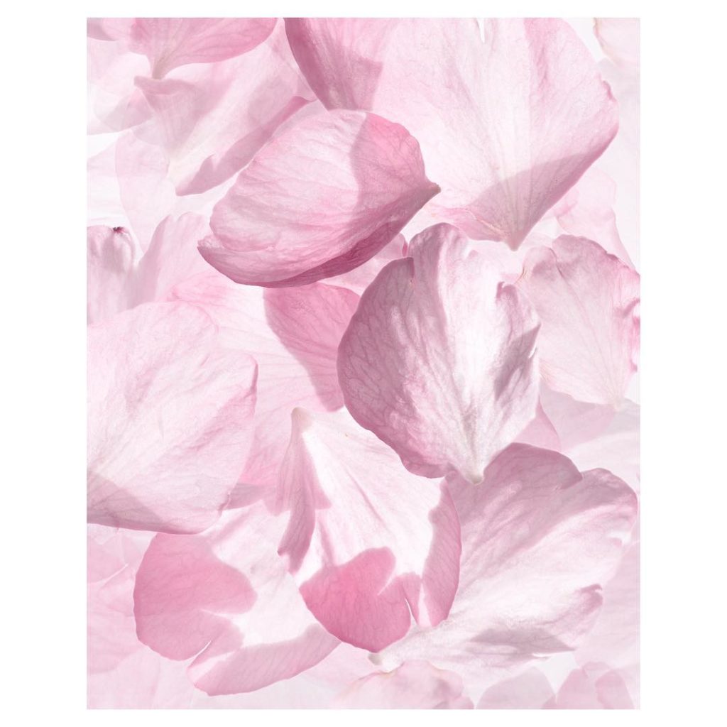 @SHISEIDO: Find your light with WHITE LUCENT Luminizing Surge Formulated with our exclusiv…