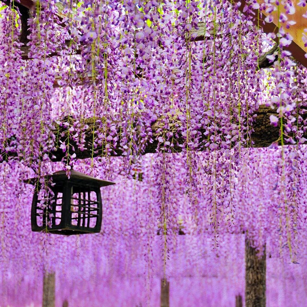 @Japan Airline: Tennogawa Park’s breathtaking wisteria blossoms have just finished for this year…