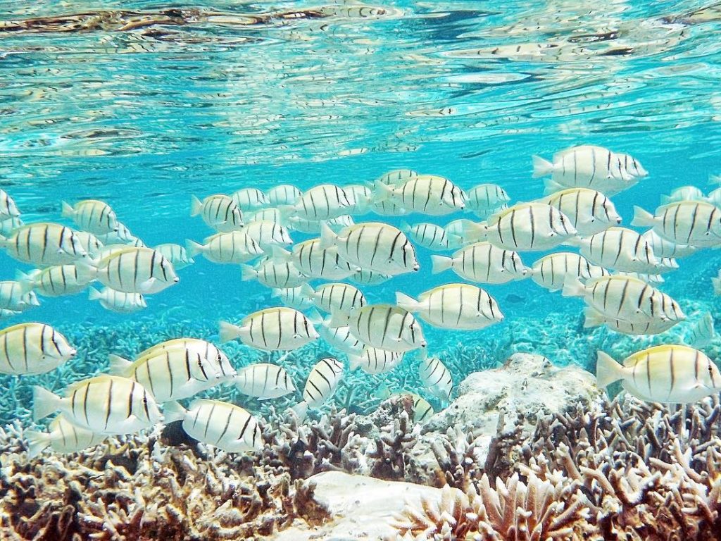 @Japan Airline: .
One fish, two fish…we want to know your travel wish! We wish we could be swi…