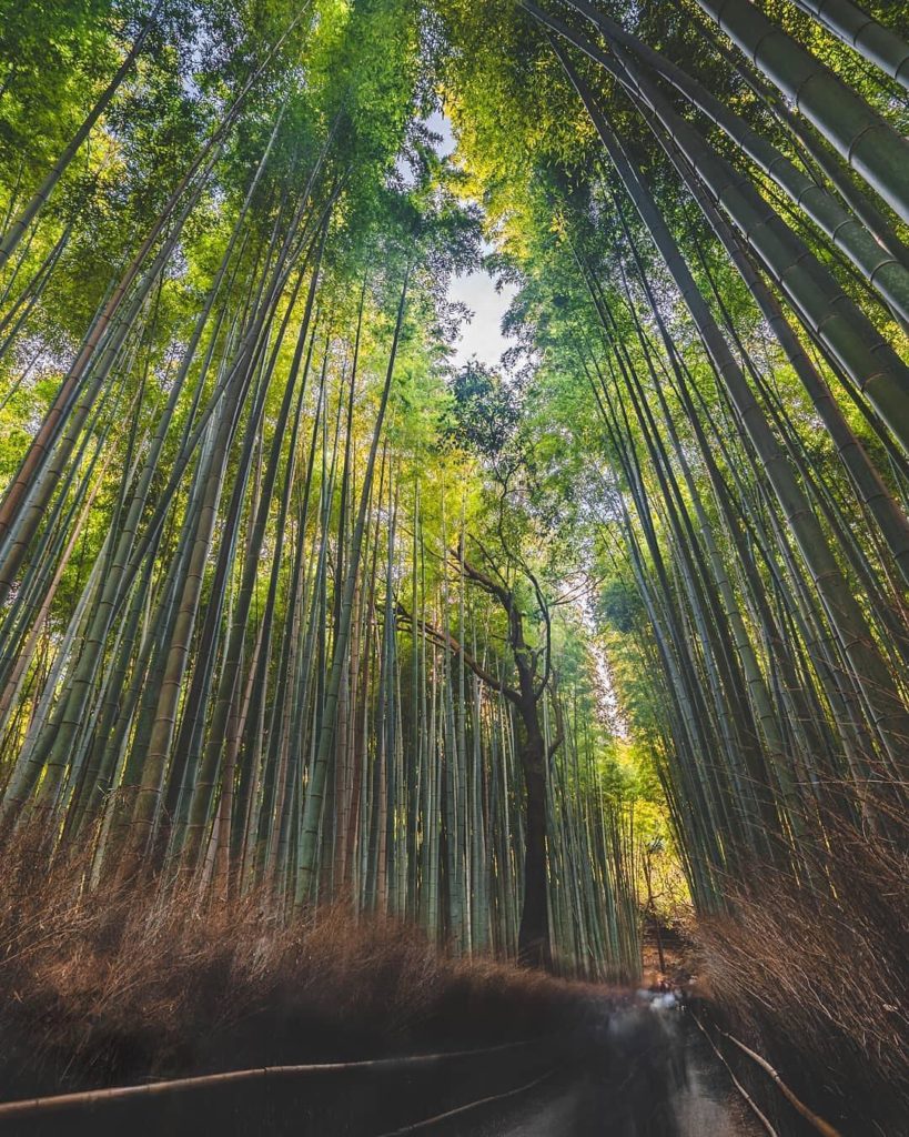 @Japan Travel: Arashiyama’s bamboo forest is an enthralling, must-see place for Kyoto visitors!…