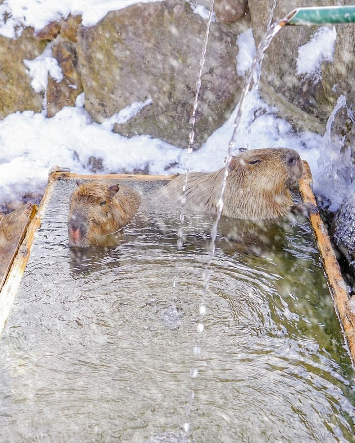 @Visit Japan: Look at these adorable #capybaras happily bathing in a hot spring specially prep…