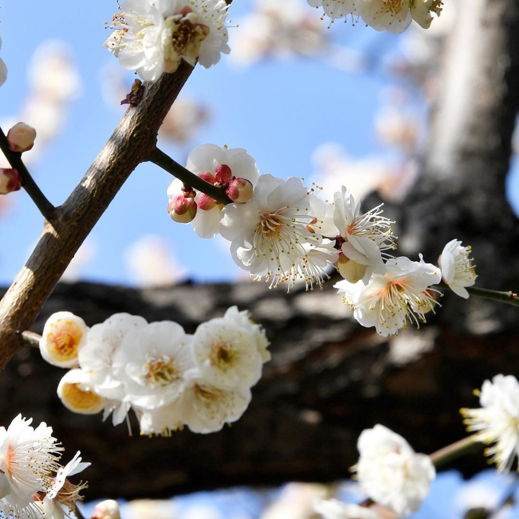 @The Japan Times: The plum blossom, or “ume” in Japanese, originated from China, and is often refe…