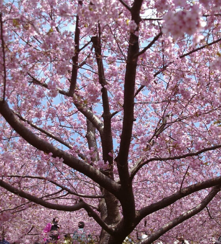 @Visit Japan: You might think the cherry blossoms only bloom in Japan between March and April…