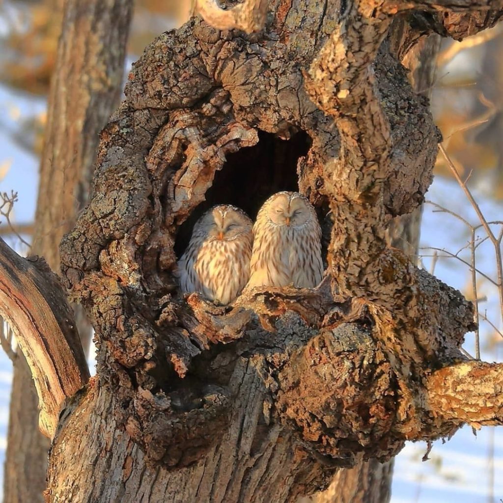 @Visit Japan: Having a good day’s sleep nestled in a hollow of an old tree are the nocturnal #…