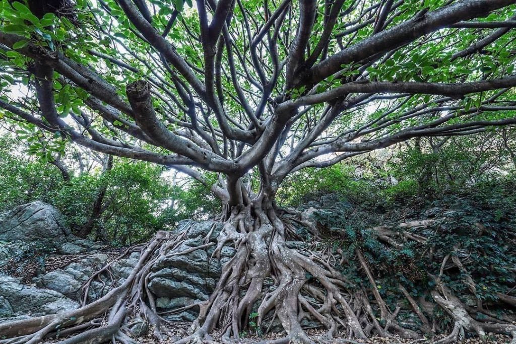 @Visit Japan: Look at the dynamic branches of this magnificent #banyantree! #MurotoUNESCOGloba…