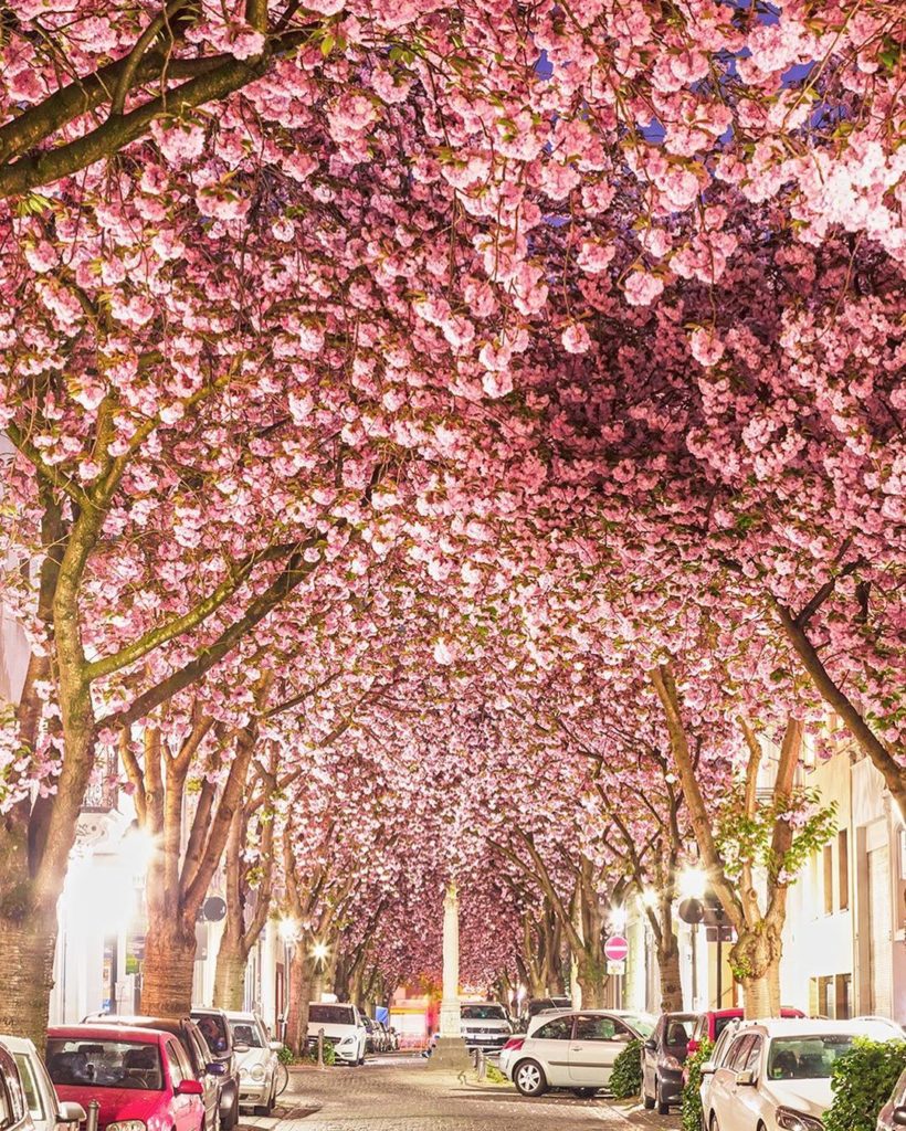 Japan Airline: .
Dance through cherry blossom tunnels on Haa Street in the Old Town area of Bon… .
Dance through cherry blossom tunnels on Haa Street in the Old Town area of Bon...