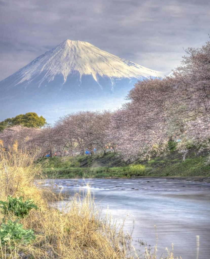 @Japan Travel: If you want to get a little closer to Mt Fuji during sakura season, Shizuoka is …