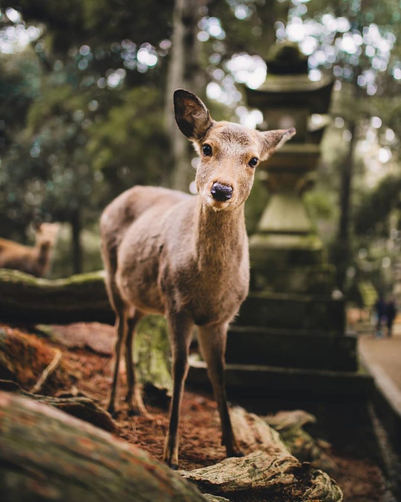4 facts about the wild deer of Nara Park:  -The park is home to over 1,300 free ...