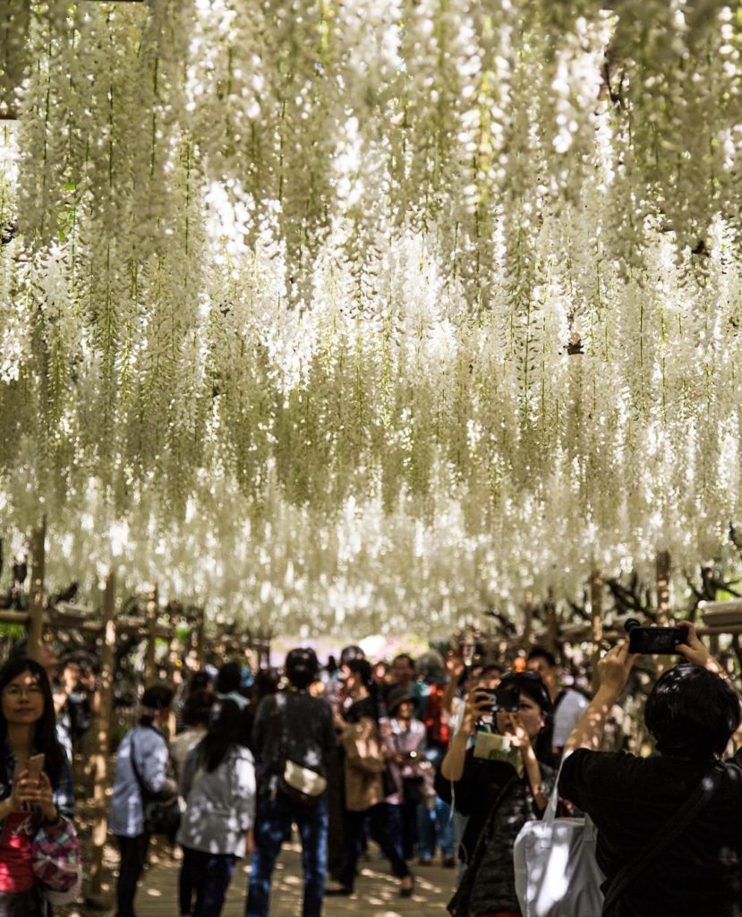 Spring doesn't only mean cherry blossoms. At Ashikaga Flower Park, you can see w...