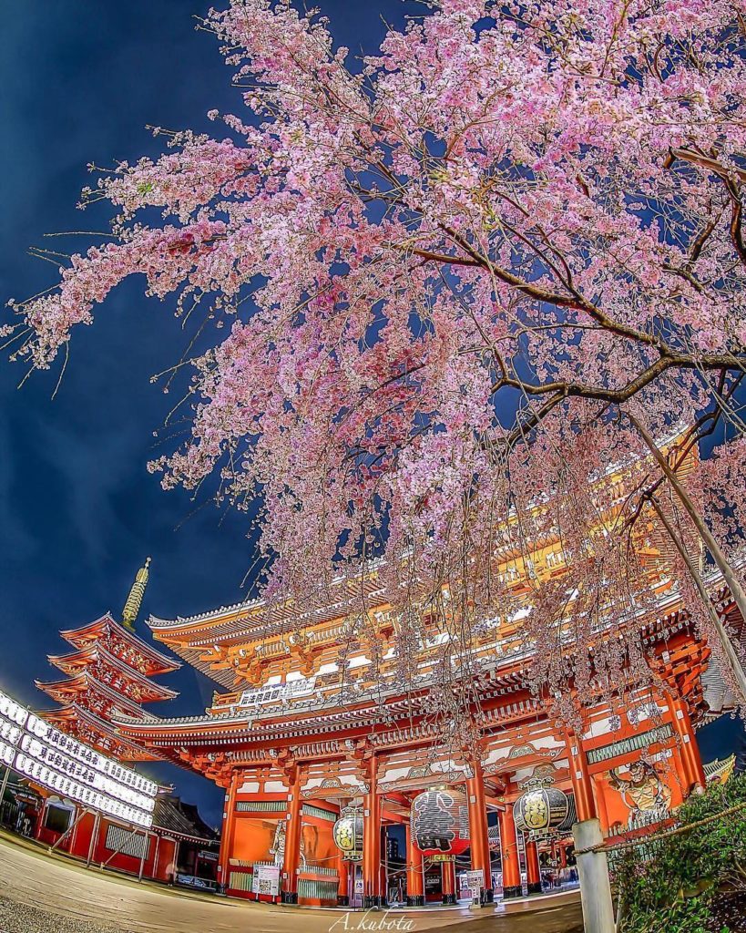 The #sakura are in full bloom in Tokyo! Hit up your favorite cherry blossom spot...