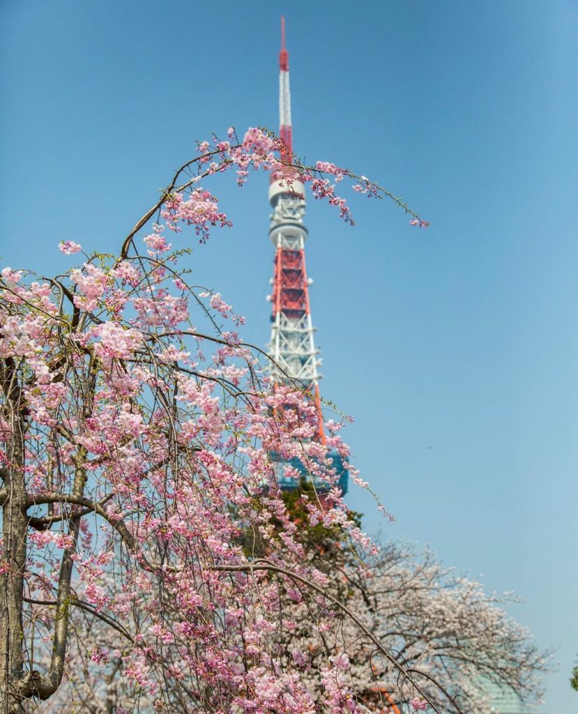 Come to Tokyo this spring and find the best #sakura locations in the capital! Le...