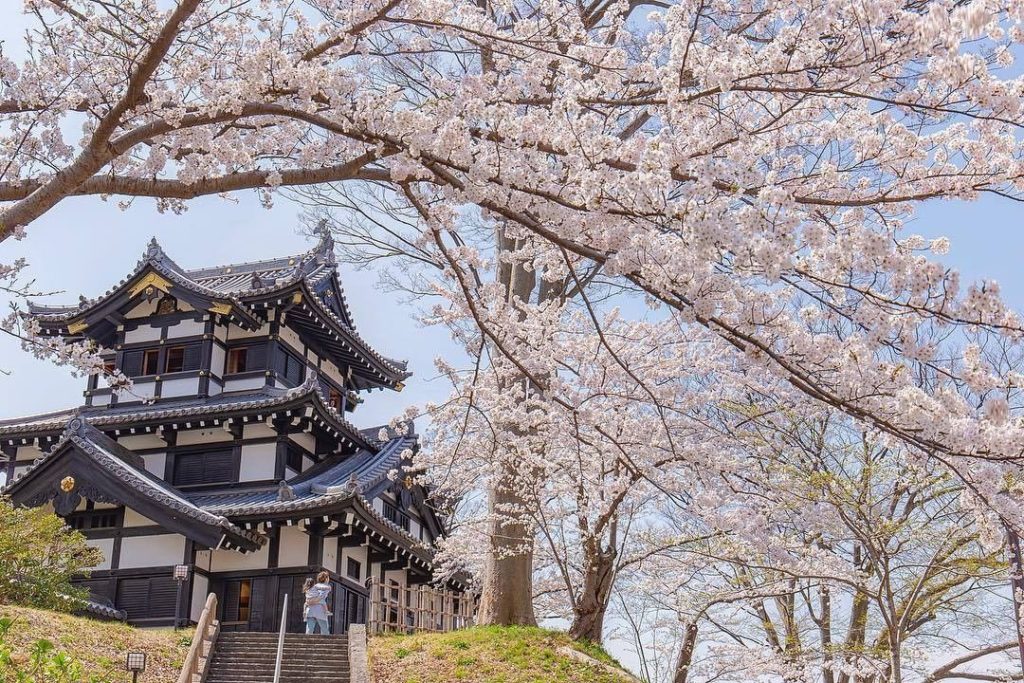 Around April 8th, 4000 cherry trees will come to full bloom at #TakadaPark, know...