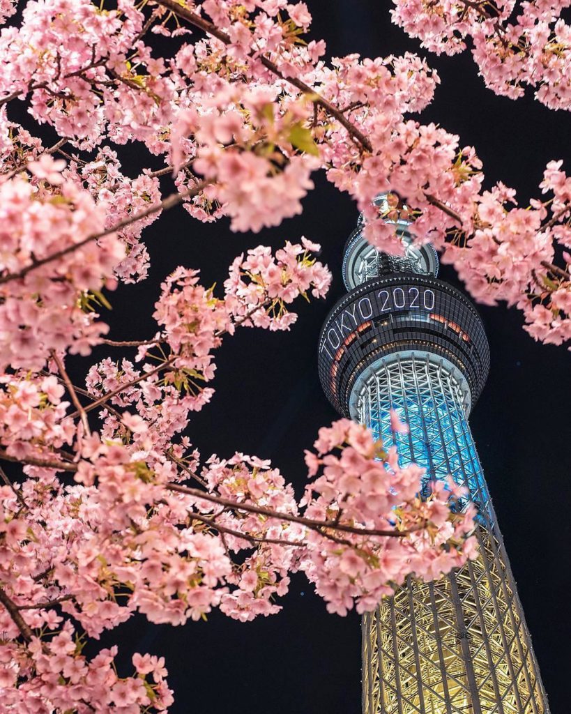 Japan Travel: The cherry blossoms have started to flower in Tokyo! @hakuchuu1882 snapped this … The cherry blossoms have started to flower in Tokyo! @hakuchuu1882 snapped this ...