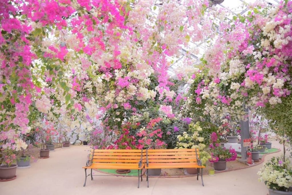 @Visit Japan: How about a romantic time at #BougainHouseUreshino? Located in the middle of #Ur…