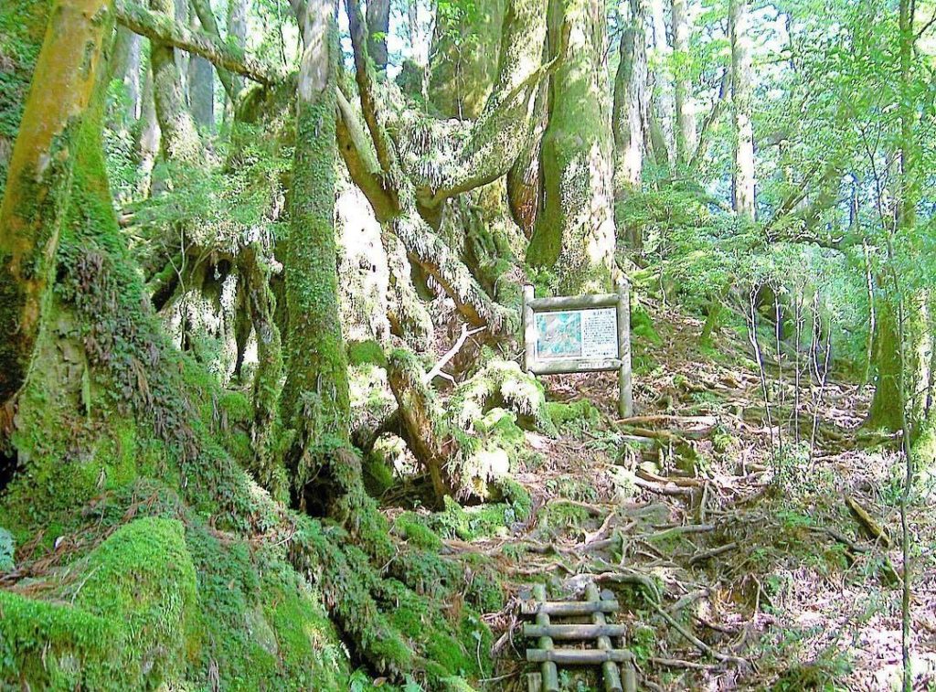 Visit Japan: Come feel the energy and sanctity of this UNESCO World Natural Heritage Site, #Y… Come feel the energy and sanctity of this UNESCO World Natural Heritage Site, #Y...