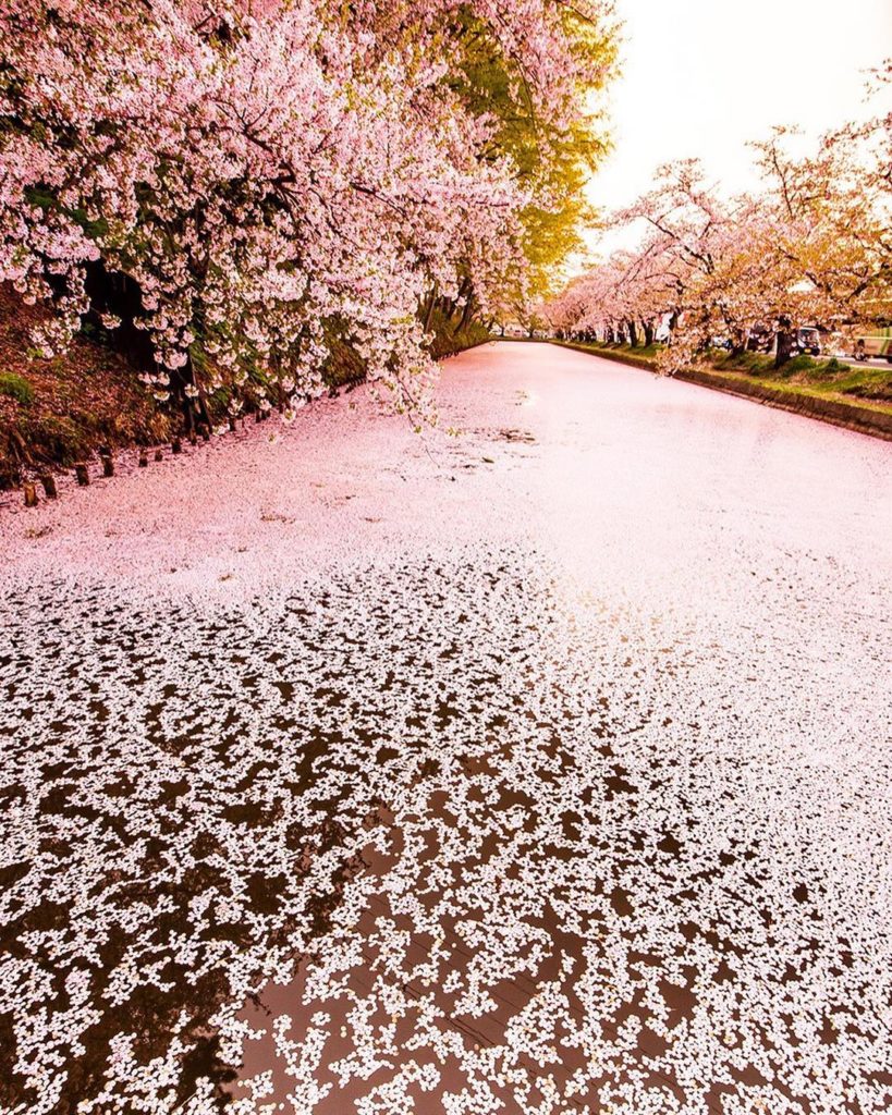 Japan Airline: .
A magical carpet of cherry blossoms covers the surface of the moat at Hirosaki… .
A magical carpet of cherry blossoms covers the surface of the moat at Hirosaki...