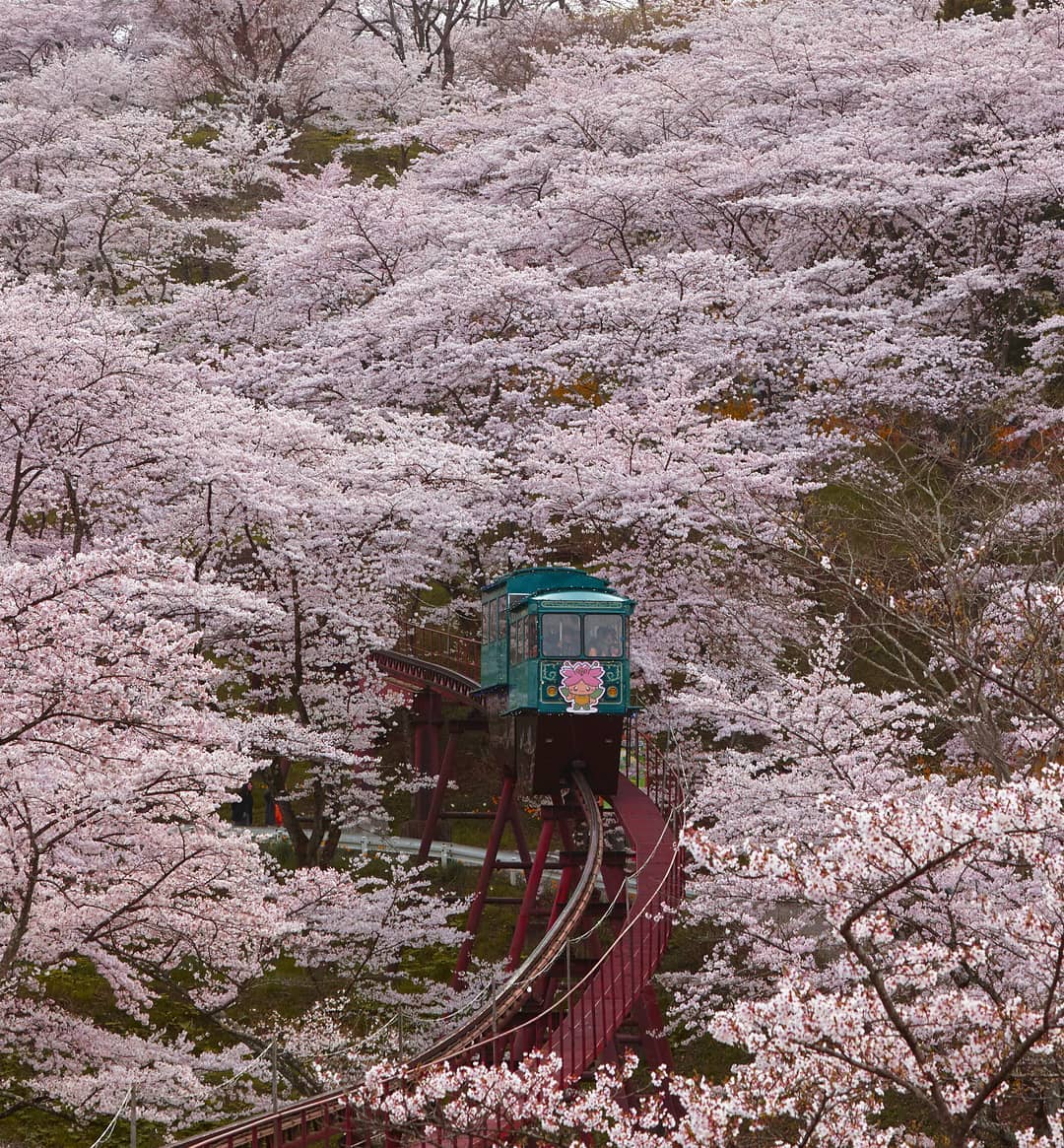 Visit Japan: The sakura are now blooming throughout many of Japan's