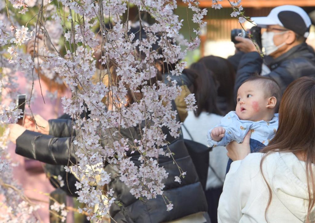 It’s that time of year when Japan takes on a pink hue as cherry trees blossom ac...