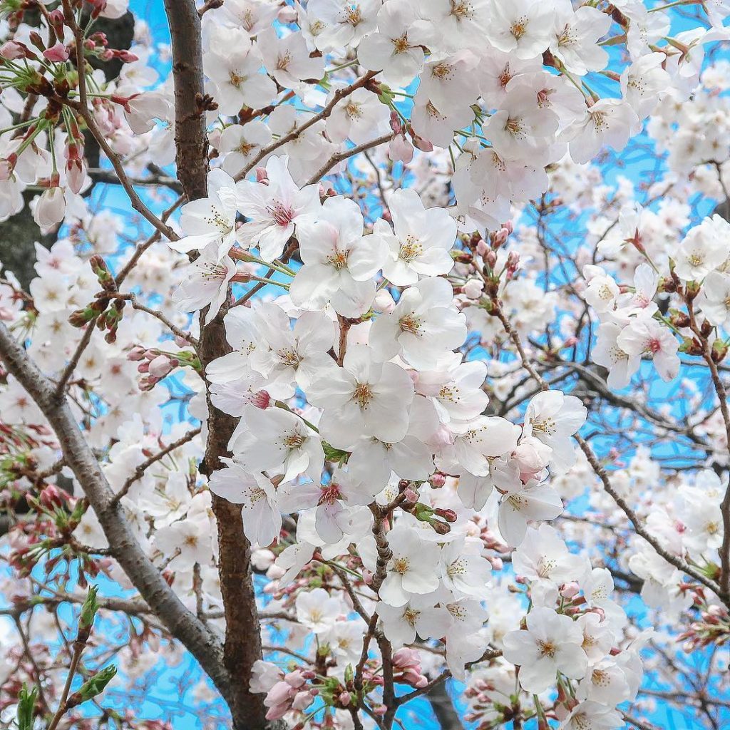 Sharing the most beautiful moment in Tokyo, #sakura in full bloom  This time nex...