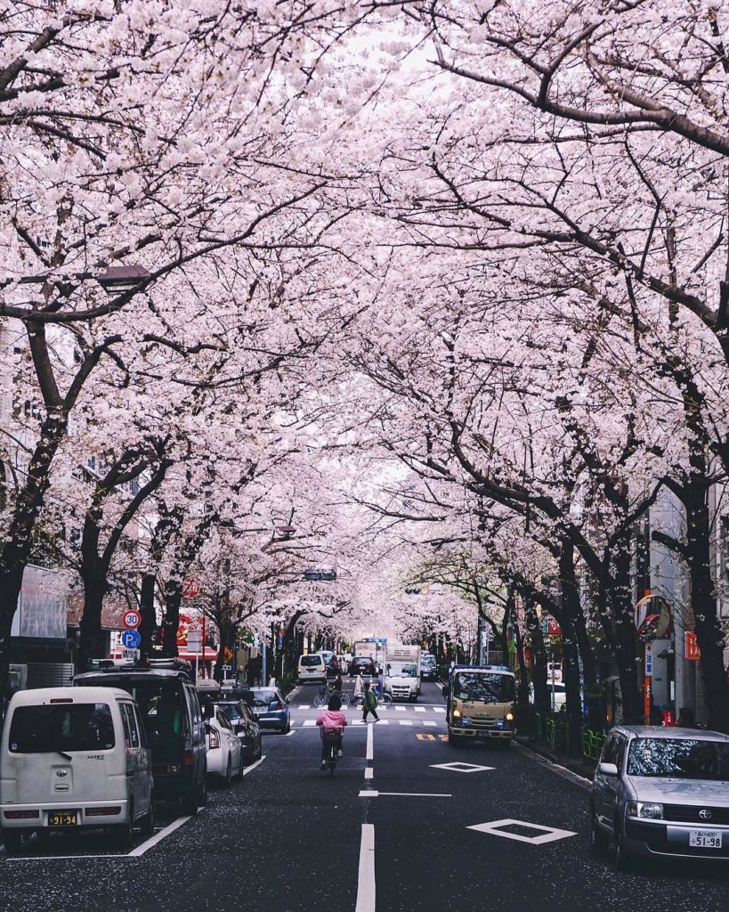 Last chance to catch fully bloomed cherry blossoms in Tokyo! Here's @barrett.ish...