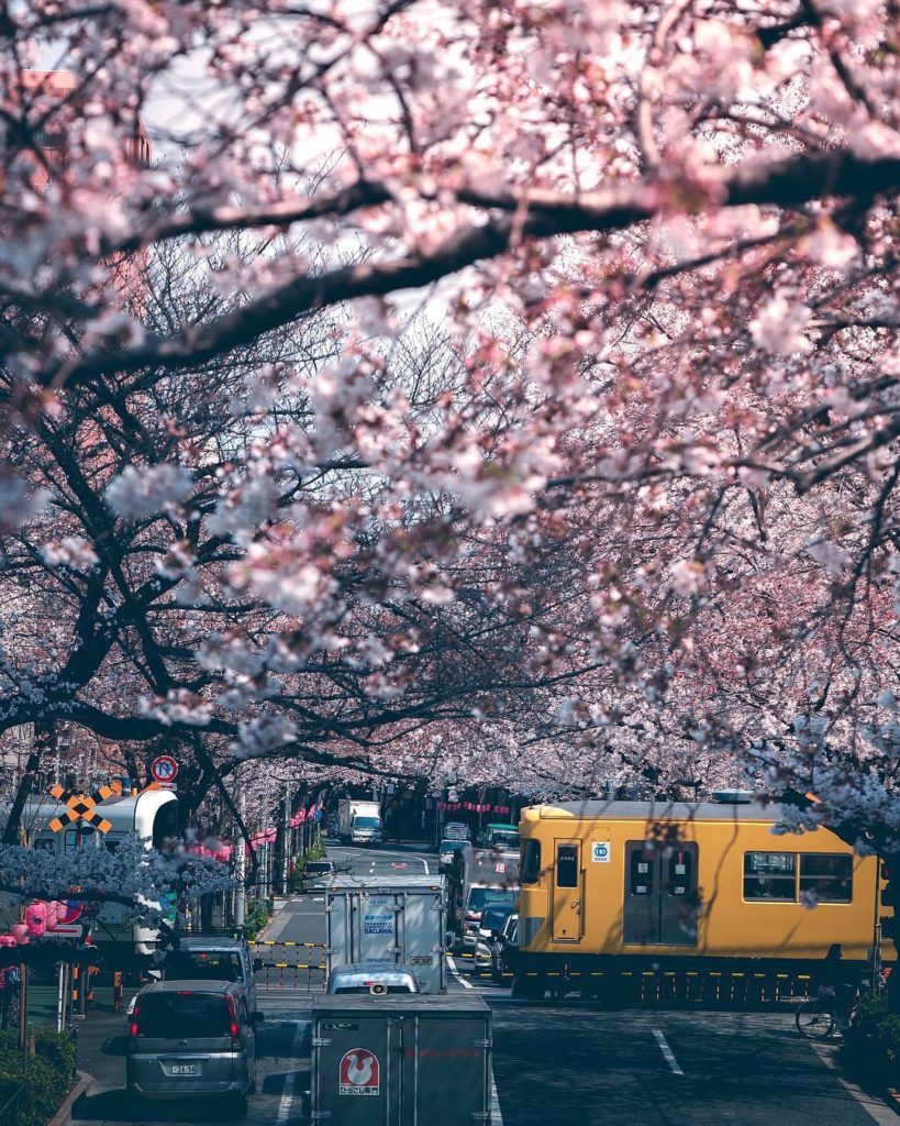 Did you catch this yellow #Seibu train  that runs by cherry blossoms in Tokyo? T...