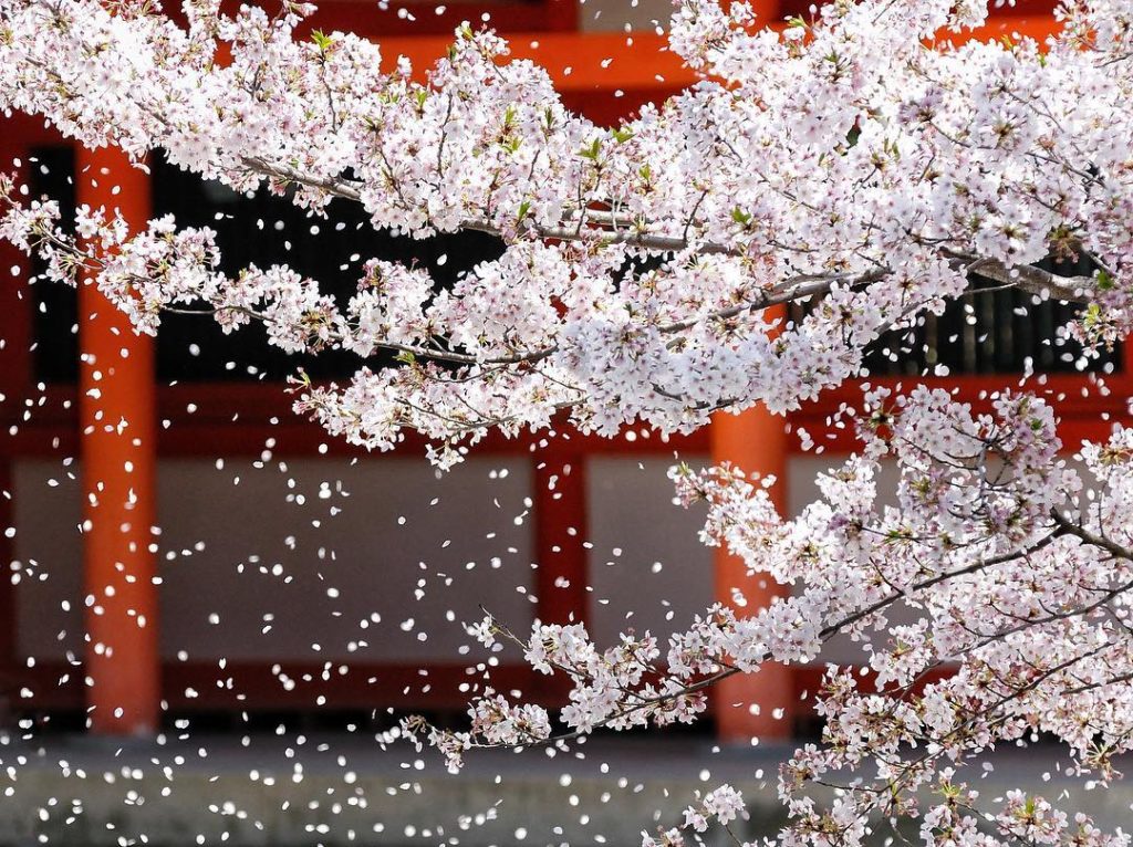 ⠀
A fragrant spring breeze quietly scatters the cherry blossoms. #JAL #MyAprilAd...