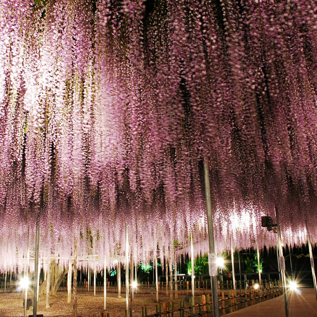 Visit Japan Ashikaga Flower Park in Tochigi Prefecture is beautiful yearround, but especial