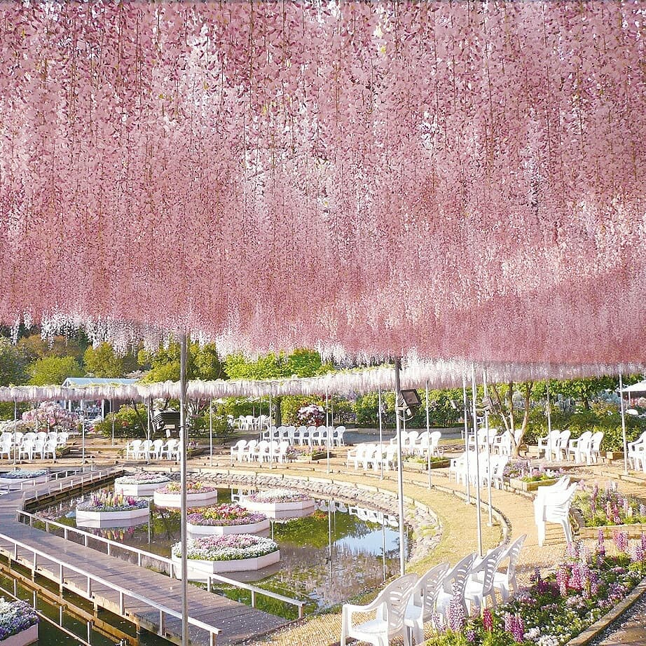 Visit Japan Ashikaga Flower Park in Tochigi Prefecture is beautiful yearround, but especial