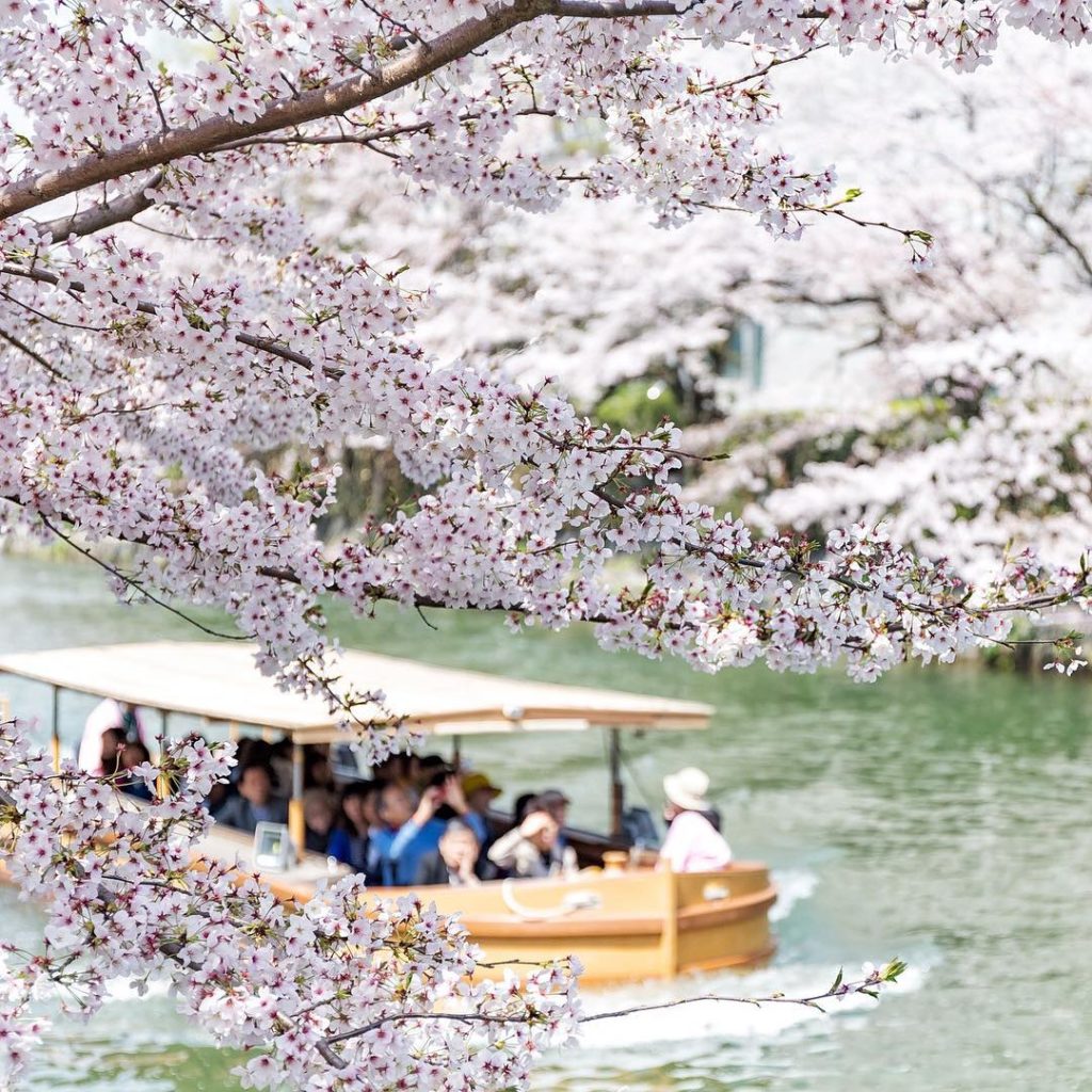 Japan Airline: .
Enjoy a trip through the lower part of Japan’s cherry blossom corridor! Okazak… .
Enjoy a trip through the lower part of Japan's cherry blossom corridor! Okazak...