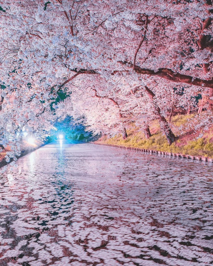 Japan Travel: Prepare for a cold trip up north where some of Japan’s best cherry blossom spots… Prepare for a cold trip up north where some of Japan's best cherry blossom spots...
