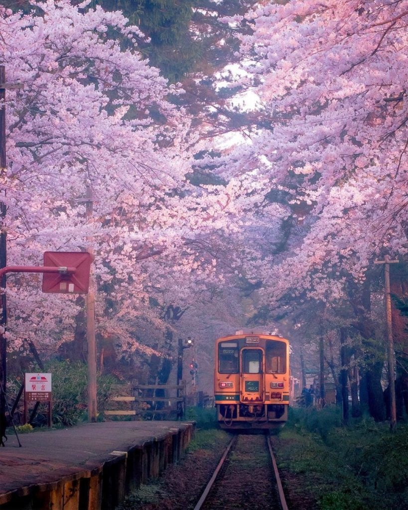 Visit Japan: Whilst the sakura season is over in much of the country, those travelling to No… Whilst the sakura season is over in much of the country, those travelling to No...