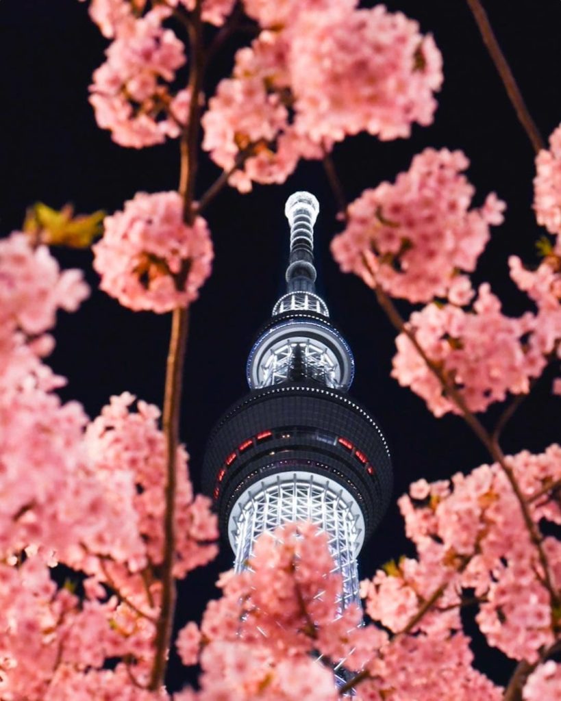 A dramatic nighttime view up to Tokyo Skytree during the cherry blossom blooming...