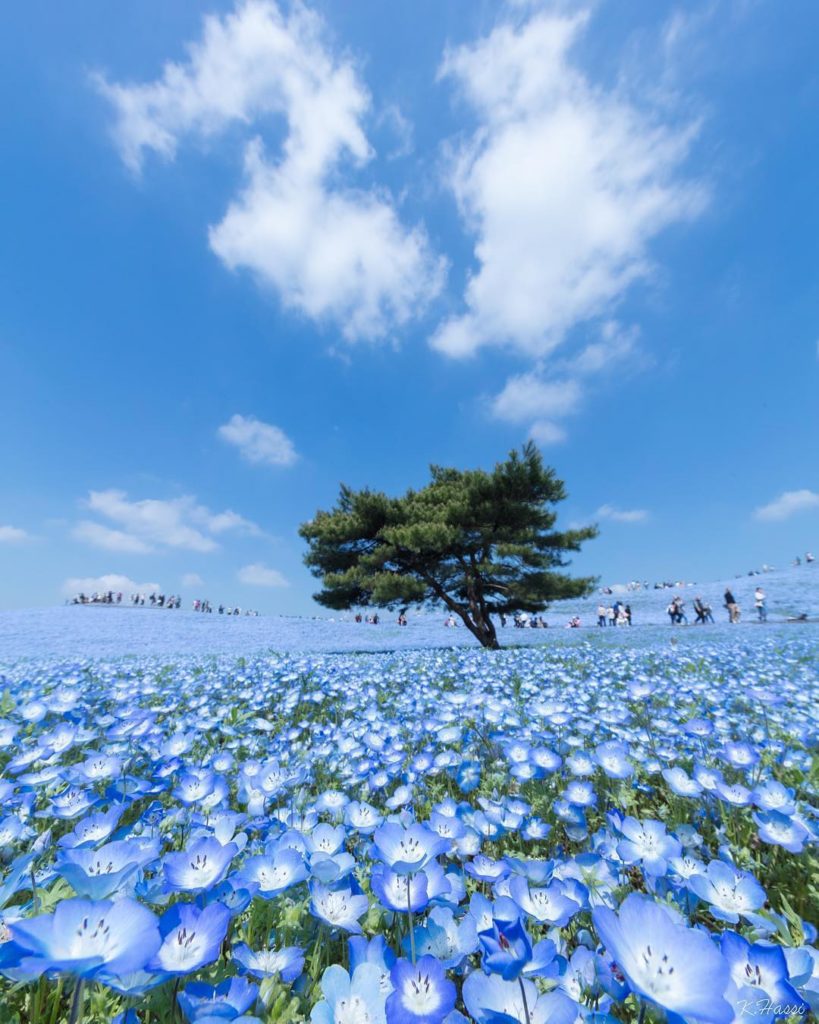Visit Japan: Overwhelming 4.5 million nemophila (baby blue eyes) flowers wave in the Pacific … Overwhelming 4.5 million nemophila (baby blue eyes) flowers wave in the Pacific ...