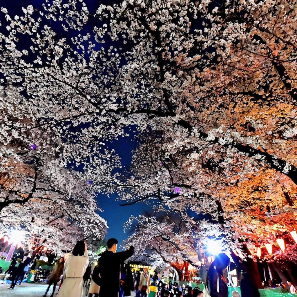 It's the perfect time for 夜桜 ("yozakura"), or viewing cherry blossoms at night. ...