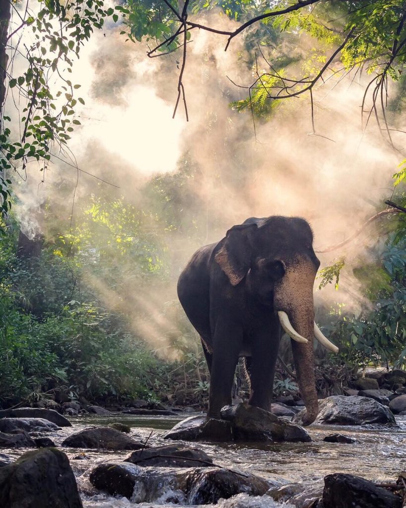 ⠀
The magnificent elephants in Thailand are truly a sight to behold. Take a hike...
