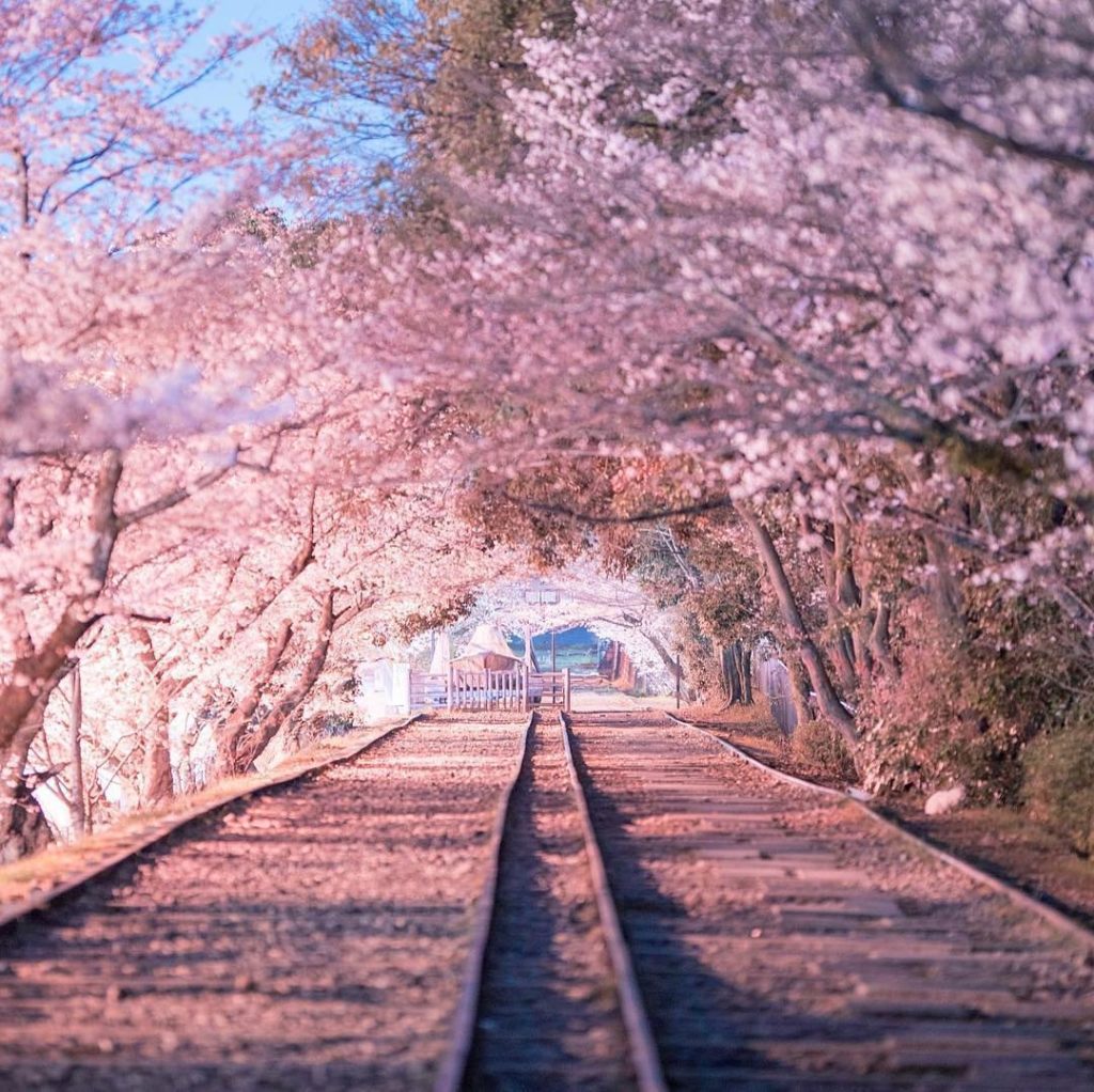 Japan Travel: Bet you didn’t know there was a beautiful cherry blossom spot like this in Kyoto… Bet you didn't know there was a beautiful cherry blossom spot like this in Kyoto...